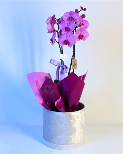 Kadife Kutu Çift Dal Mor Orkide