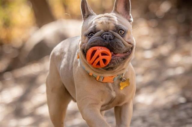 Chuckit! Air Fetch Ball 2'li Köpek Oyun Topu (Küçük Boy)