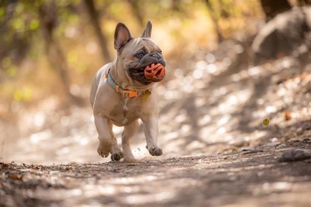 Chuckit! Air Fetch Ball 2'li Köpek Oyun Topu (Küçük Boy)