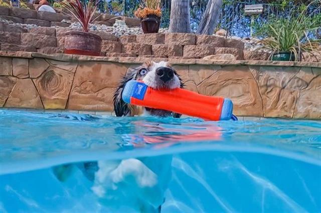 Chuckit! Bumper Suda Batmayan Köpek Oyuncağı (Büyük Boy)