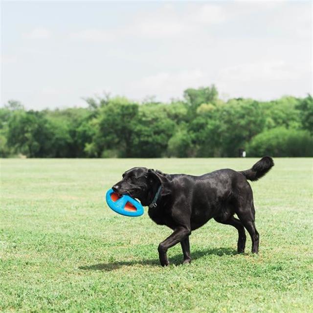 Chuckit! Fetch Flight Frizbi