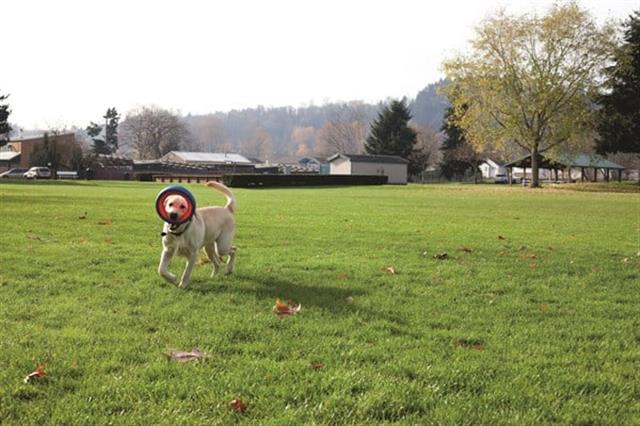 Chuckit! Fetch Wheel Oyun Halkası (Küçük Boy)