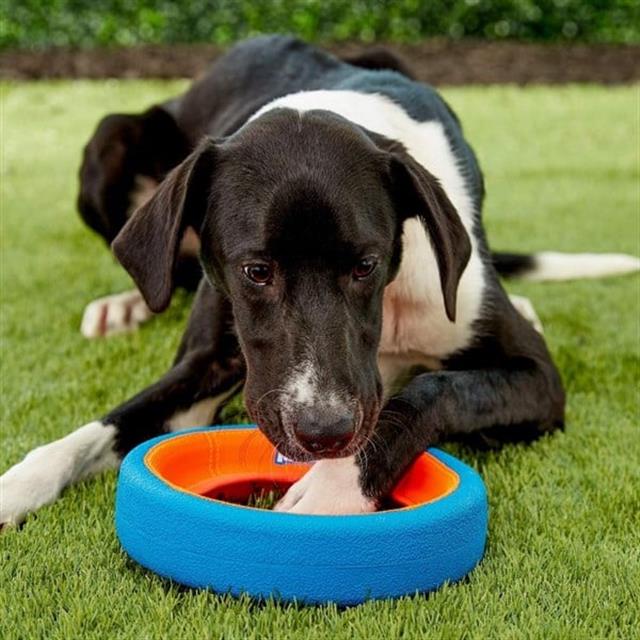 Chuckit! Fetch Wheel Oyun Halkası (Küçük Boy)