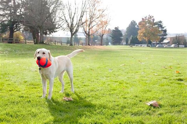 Chuckit! Fumble Fetch Köpek Oyun Topu
