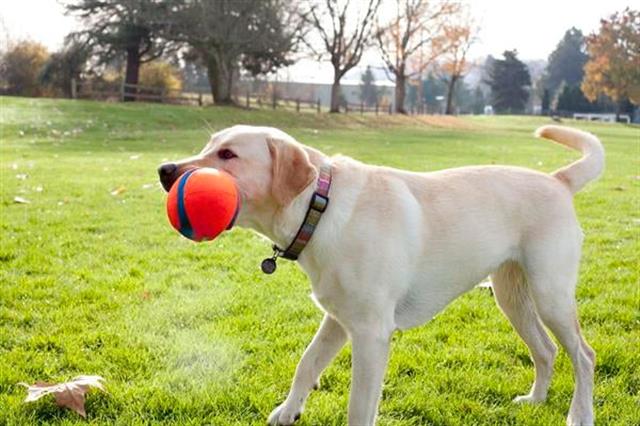 Chuckit! Fumble Fetch Köpek Oyun Topu