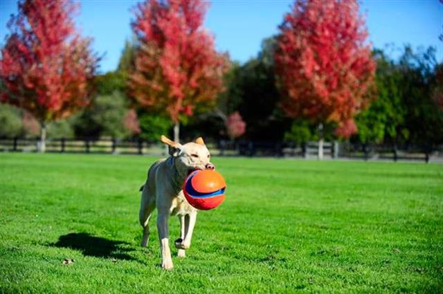 Chuckit! Kick Fetch (Büyük Boy)