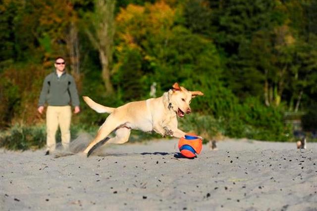 Chuckit! Kick Fetch Oyun Topu