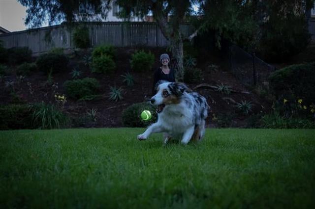 Chuckit! Max Glow Ultra Squeaker Gece Parlayan Sesli Köpek Oyun Topu