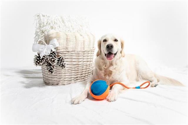 Chuckit! Rope Fetch İpli Oyun Topu