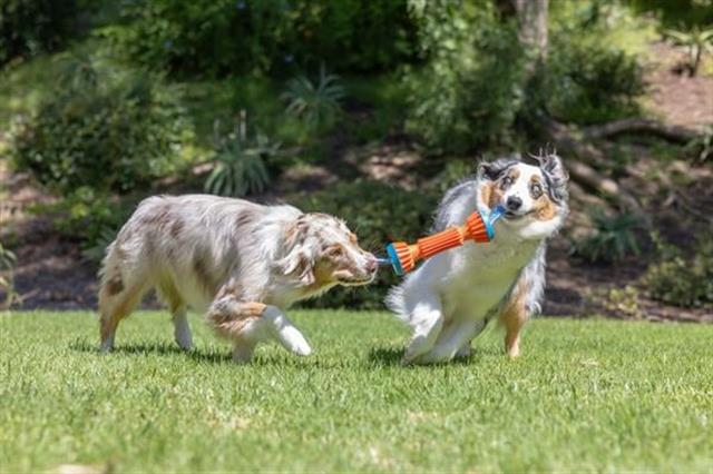 Chuckit! Rugged Bumper Ekstra Dayanıklı Köpek Oyuncağı (Büyük Boy)
