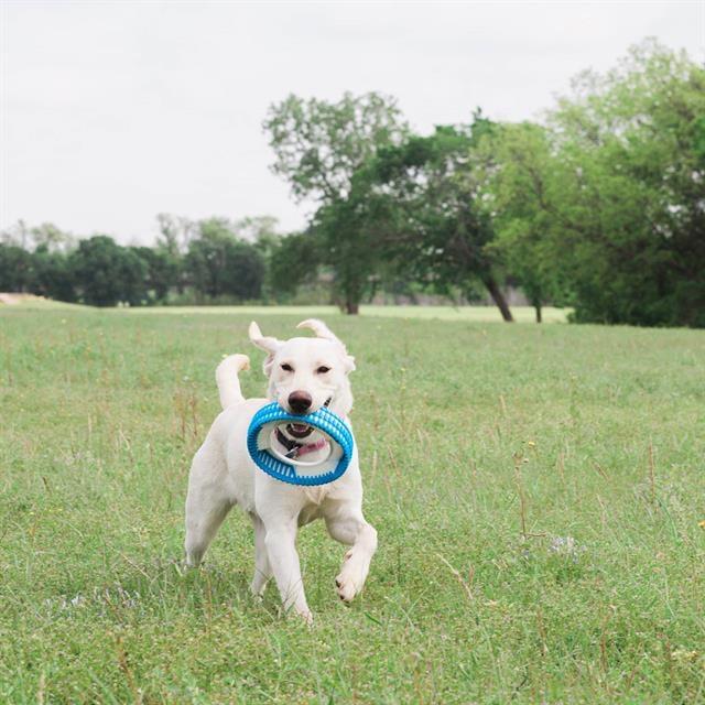 Chuckit! Rugged Fetch Wheel Ekstra Dayanıklı Köpek Oyun Halkası