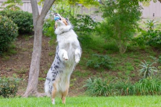 Chuckit! Sniff Fetch Jambon Kokulu Köpek Oyun Topu (Orta Boy)