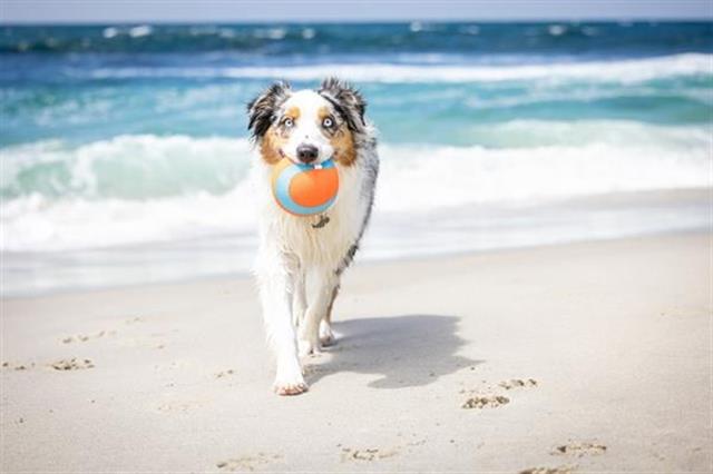 Chuckit! Suda Batmayan Mega Köpek Oyun Topu