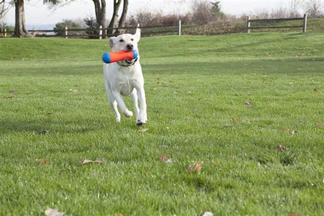 Chuckit! Tumble Bumper Suda Batmayan Köpek Oyuncağı (Orta Boy)