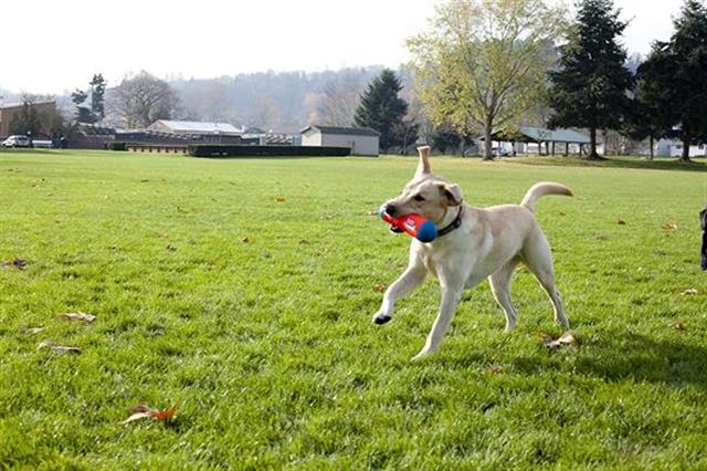 Chuckit! Tumble Bumper Suda Batmayan Köpek Oyuncağı (Orta Boy)