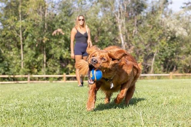 Chuckit! Ultra Squeaker Sesli Köpek Oyun Topu (XL Boy)