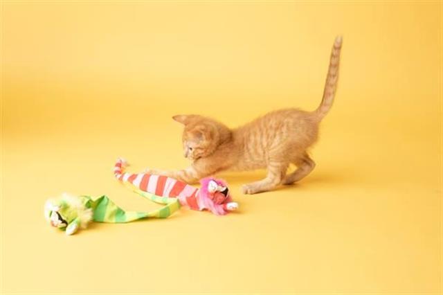 Fat Cat Tailchaser Kedi Otlu Kuyruklu Peluş Kedi Oyuncağı