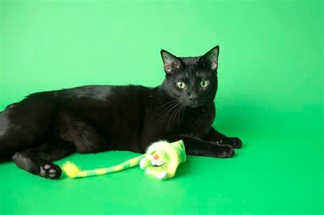Fat Cat Tailchaser Kedi Otlu Kuyruklu Peluş Kedi Oyuncağı