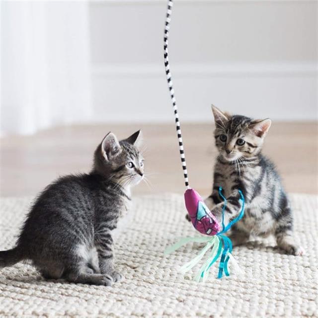 Fat Cat Worm Kedi Oltası