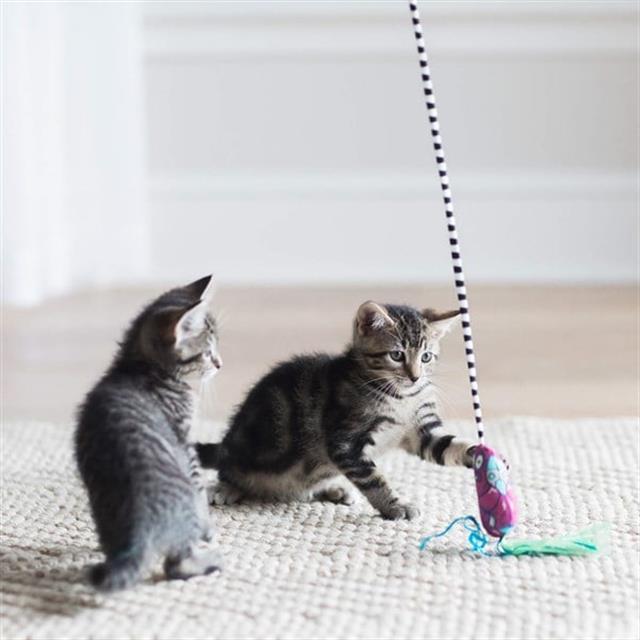 Fat Cat Worm Kedi Oltası
