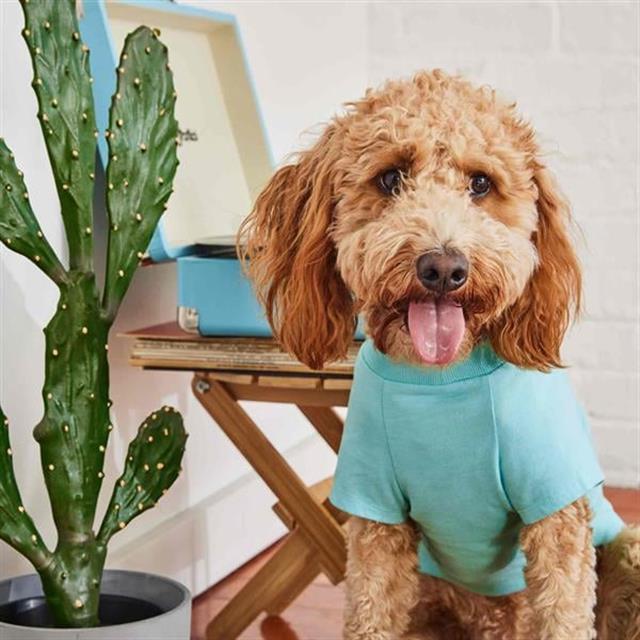 GF Pet Graphic Tee Köpek Tshirt - Aqua