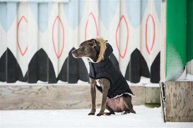 GF PET Urban Parka Köpek Montu - Siyah
