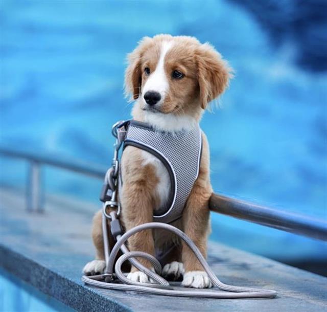 Matrix 2.0 Air Vest Köpek Göğüs Tasması - Mavi