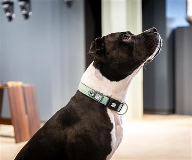 Matrix 2.0 Akıllı Künyeli Köpek Boyun Tasması - Jade