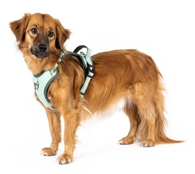 Matrix 2.0 Akıllı Künyeli Sport Köpek Göğüs Tasması - Jade