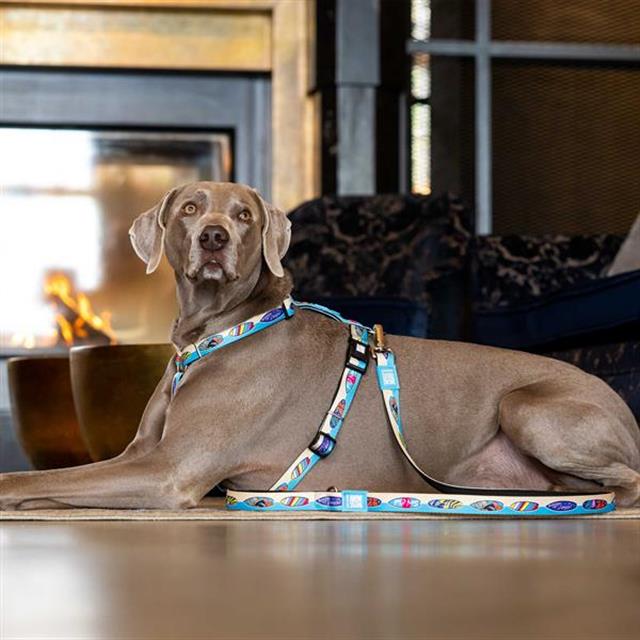 Max & Molly Aloha Köpek Gezdirme Kayışı