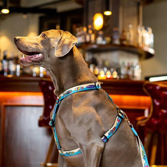 Max & Molly Aloha Köpek Göğüs Tasması