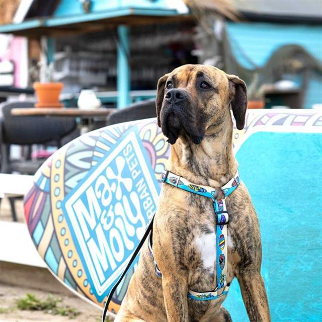 Max & Molly Aloha Köpek Göğüs Tasması
