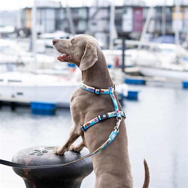 Max & Molly Aloha Köpek Göğüs Tasması
