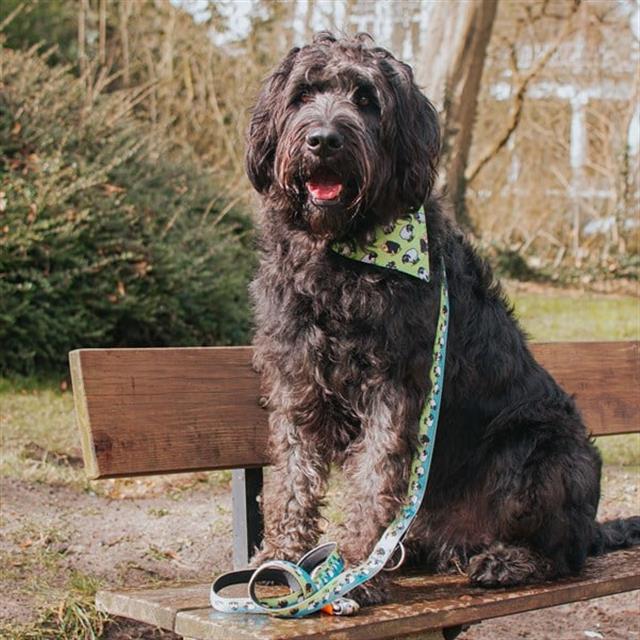 Max & Molly Black Sheep Bandana