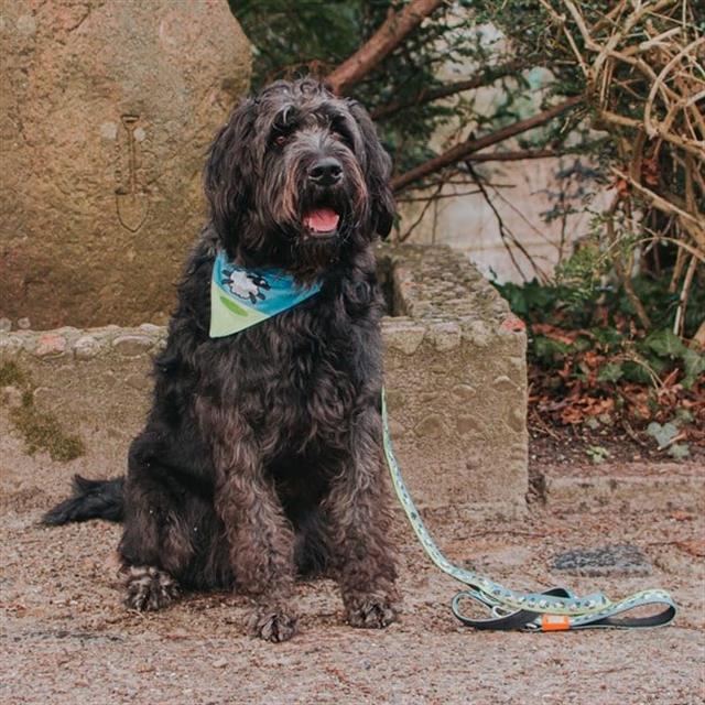 Max & Molly Black Sheep Bandana