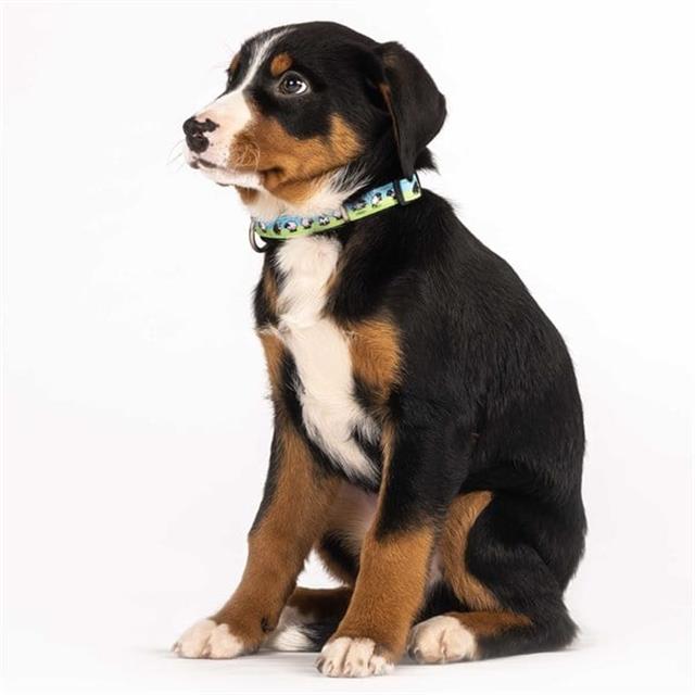 Max & Molly Black Sheep Smart ID Köpek Boyun Tasması
