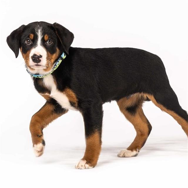 Max & Molly Black Sheep Smart ID Köpek Boyun Tasması