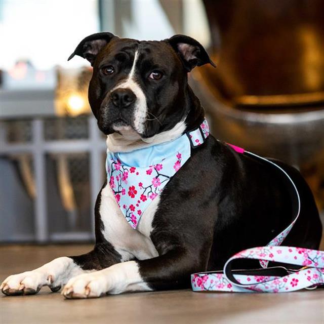Max & Molly Cherry Bloom Köpek Gezdirme Kayışı