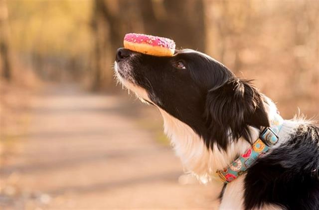 Max & Molly Donuts Smart ID Köpek Boyun Tasması