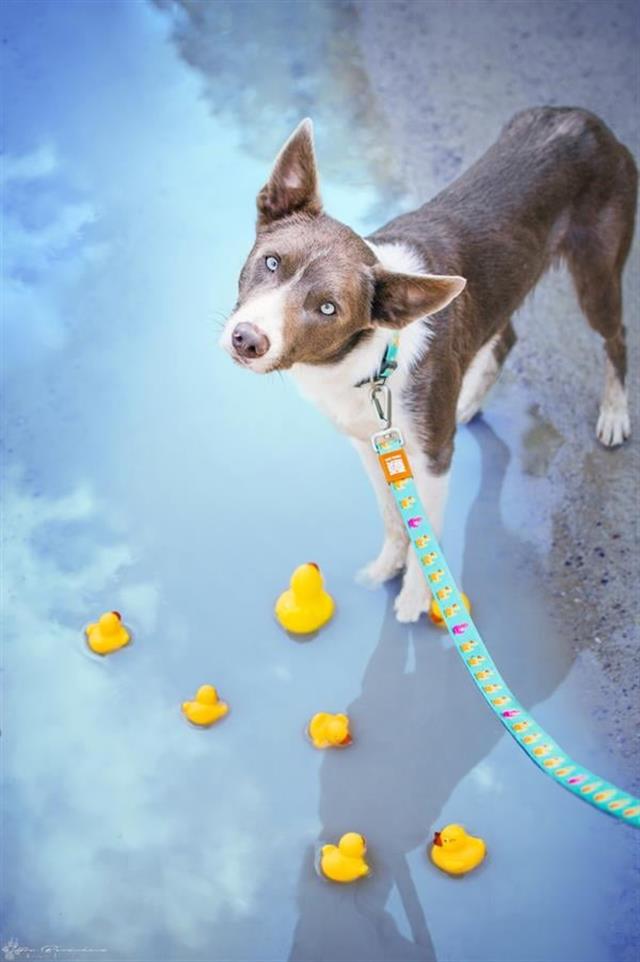 Max & Molly Ducklings Köpek Gezdirme Kayışı
