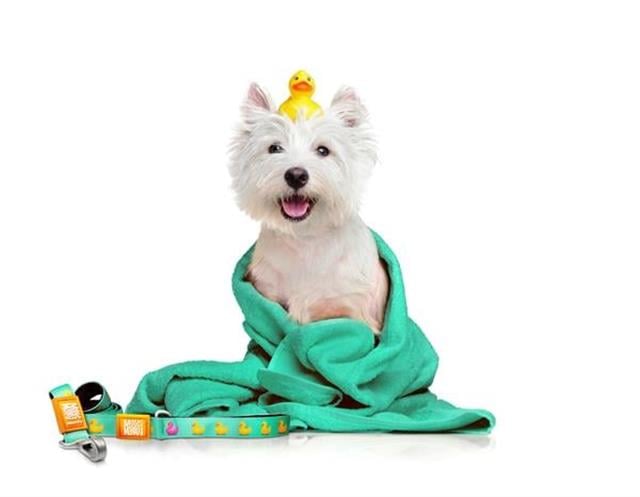 Max & Molly Ducklings Köpek Gezdirme Kayışı