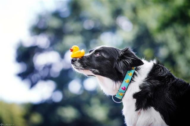 Max & Molly Ducklings Smart ID Köpek Boyun Tasması