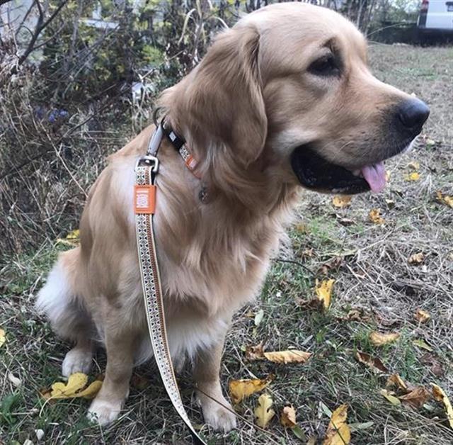 Max & Molly Ethnic Köpek Gezdirme Kayışı
