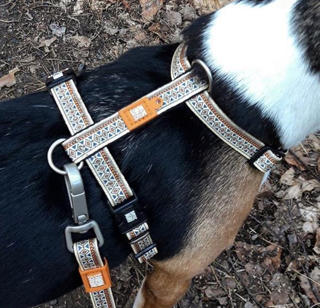Max & Molly Ethnic Köpek Göğüs Tasması