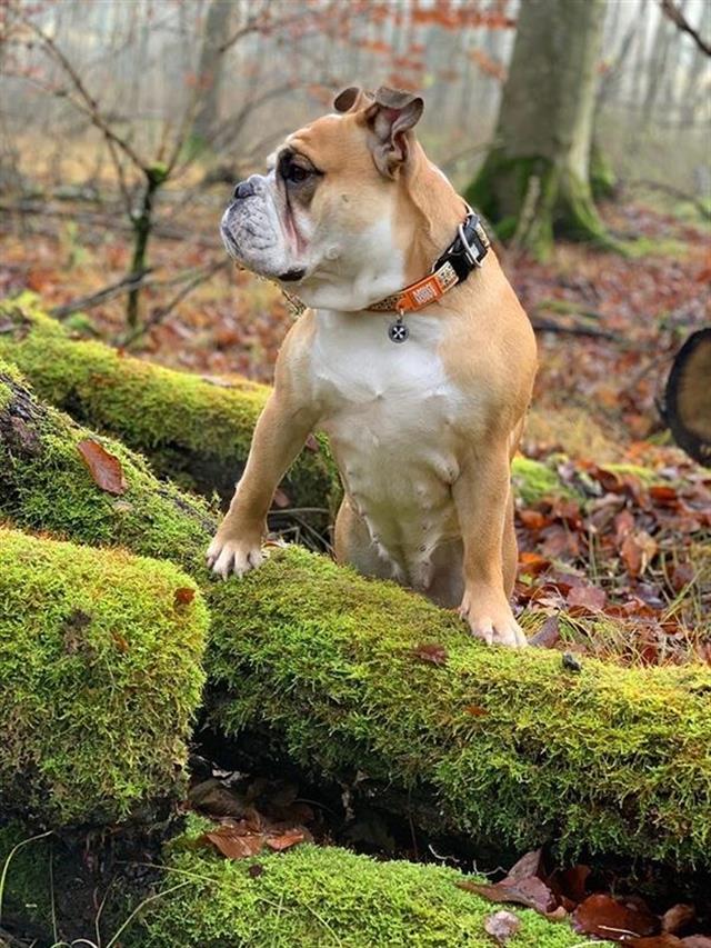 Max & Molly Ethnic Smart ID Köpek Boyun Tasması