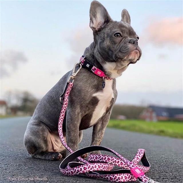 Max & Molly Leopard Pink Köpek Gezdirme Kayışı