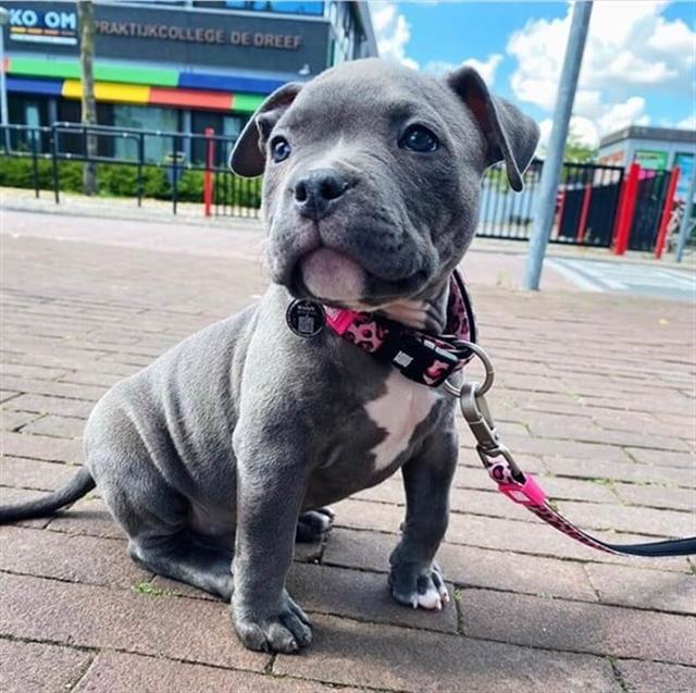 Max & Molly Leopard Pink Smart ID Köpek Boyun Tasması