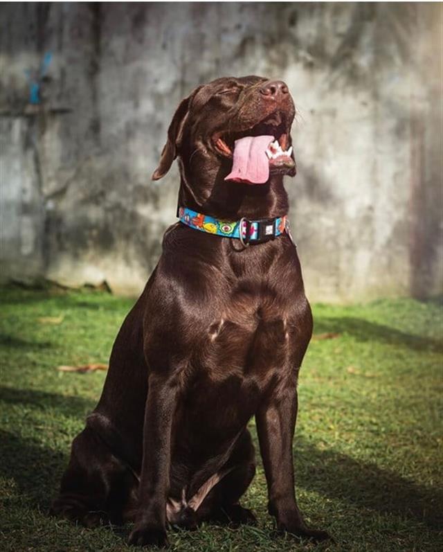 Max & Molly Little Monster Smart ID Köpek Boyun Tasması