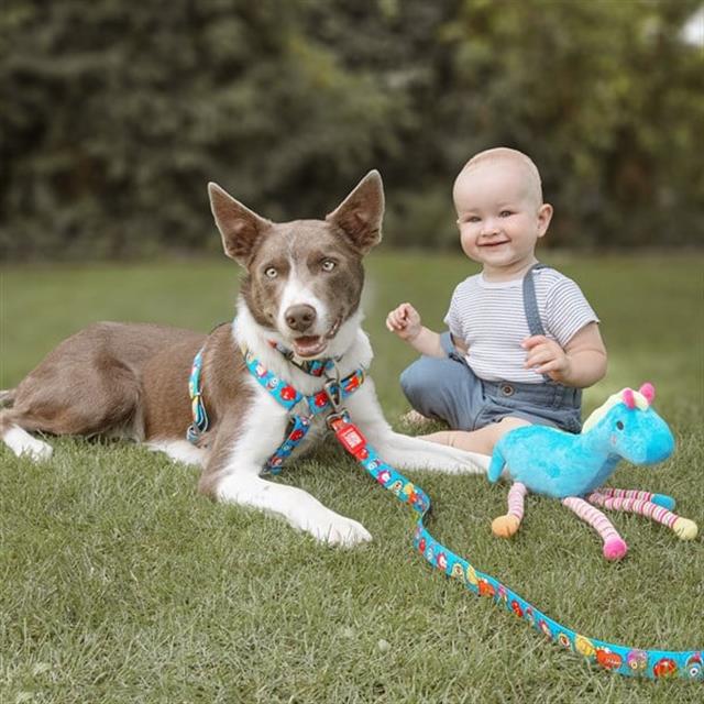 Max & Molly Little Monsters Köpek Gezdirme Kayışı