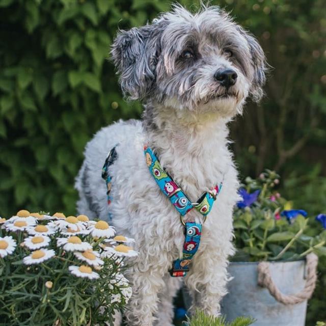 Max & Molly Little Monsters Köpek Göğüs Tasması